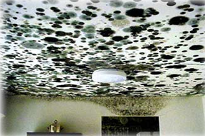 Mold Remediation in Schools & Commercial Buildings
