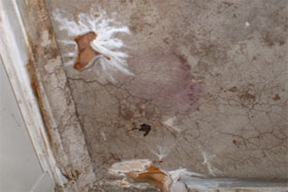 New York City Guidelines on Assessment & Remediation of Fungi in Indoor Environments